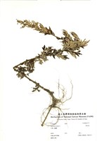 藏品(黃花蒿)的圖片